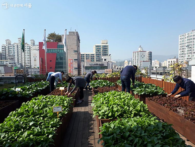 서울시는 옥상녹화 사업을 2030년까지 총 1,000개 건물로 확대한다. 