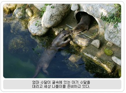 엄마 수달이 굴속에 있는 아기 수달을 데리고 세상 나들이를 준비하고 있다.
