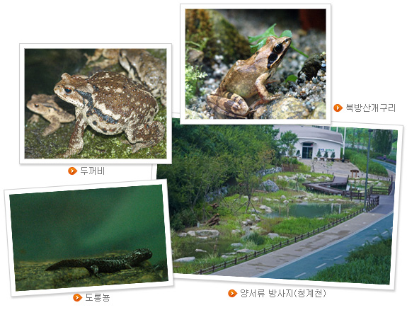 두꺼비, 북방상개구리, 도롱뇽, 양성류 방사지(청계천)