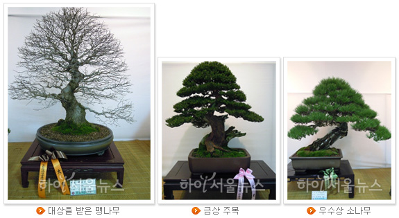 대상을 받은 팽나무, 금상 주목, 우수상 소나무(왼쪽부터)