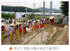 모내기 체험(서울시농업기술센터)