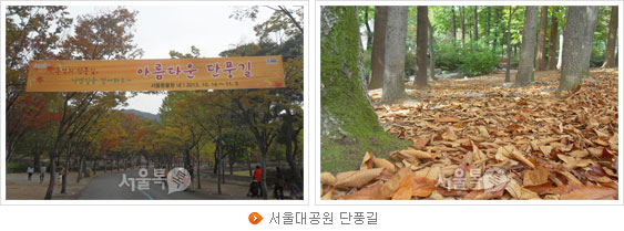 서울대공원 단풍길
