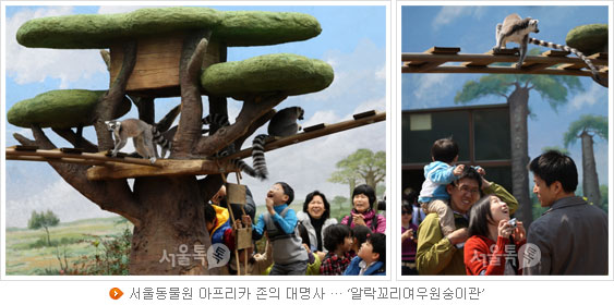 서울동물원 아프리카 존의 대명사 … ‘알락꼬리여우원숭이관’