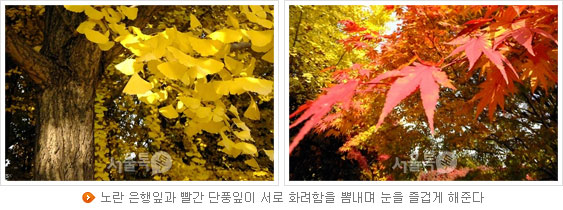 노란 은행잎과 빨간 단풍잎이 서로 화려함을 뽐내며 눈을 즐겁게 해준다