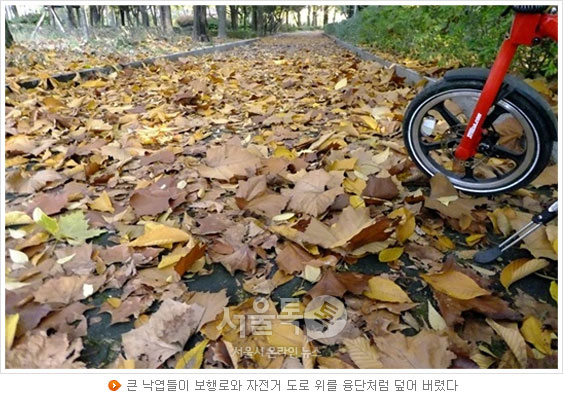 큰 낙엽들이 보행로와 자전거 도로 위를 융단처럼 덮어 버렸다