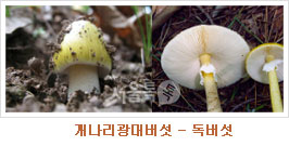 개나리광대버섯 – 독버섯