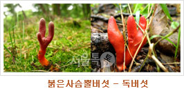 붉은사슴뿔버섯 – 독버섯