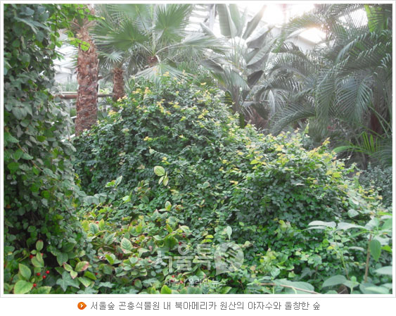 서울숲 곤충식물원 내 북아메리카 원산의 야자수와 울창한 숲