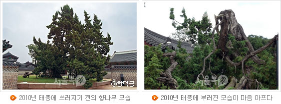 2010년 태풍에 쓰러지기 전의 향나무 모습 (사진제공:창덕궁)(좌), 2010년 태풍에 부러진 모습이 마음 아프다(우)