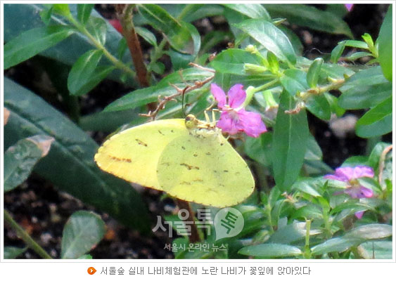 서울숲 실내 나비체험관에 노란 나비가 꽃잎에 앉아있다