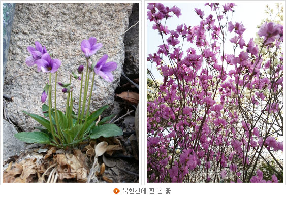 북한산에 핀 봄 꽃