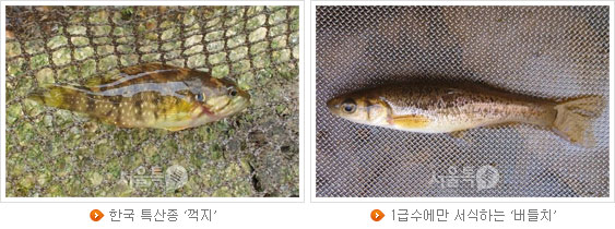 한국 특산종 `꺽지`, 1급수에만 서식하는 `버들치`
