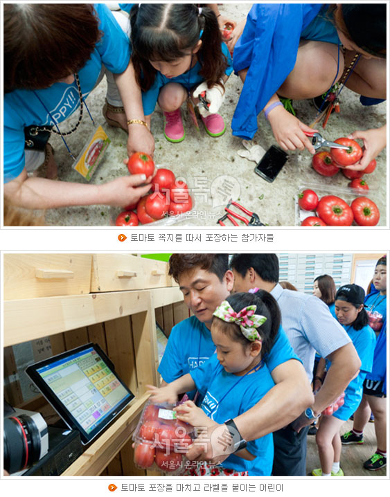 토마토 꼭지를 따서 포장하는 참가자들(위), 토마토 포장을 마치고 라벨을 붙이는 어린이(아래)