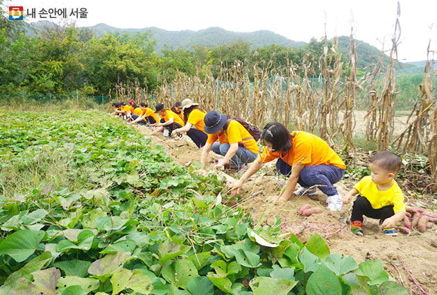 서울시와 농협중앙회는 도시가족 주말농부 프로그램을 운영 중이다.