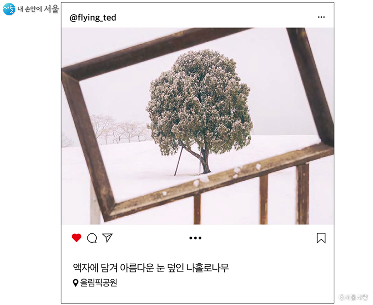 액자에 담겨 아름다운 눈 덮인 나홀로나무 / 올림픽공원