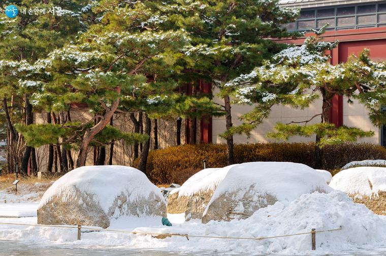 서울역사박물관 옆 사철 푸른 소나무는 겨울에도 청정하다. ⓒ문청야