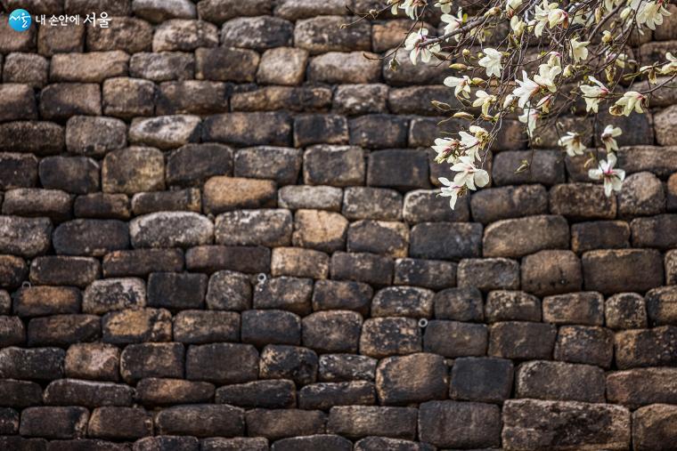 세종 때의 도성은 1422년 1월에 재정비하였다. 이 시기 축성 특징은 성돌의 모서리를 부드럽게 다듬어 쌓았다. 오랜 세월로 검게 변한 성벽 앞에 하얀 목련이 피기 시작했다 ⓒ양인억