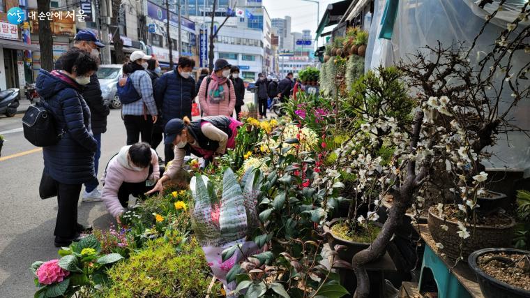 종로꽃시장에서 꽃 삼매경에 빠진 시민들 ⓒ박분