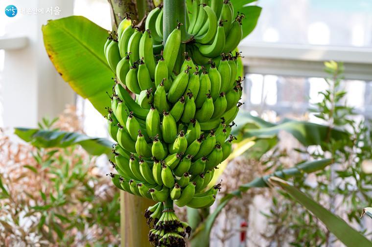 거대한 열대 식물들 사이에서 바나나가 열린 모습을 볼 수 있었다ⓒ문청야