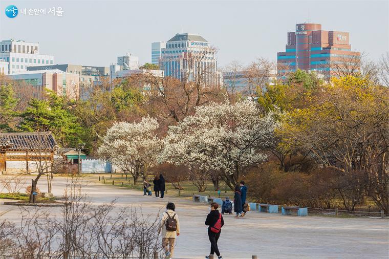 끝으로 방문한 낙선재는 창덕궁의 주거 건물이다. 낙선재 앞에는 매화와 산수유가 봄을 흥건히 물들이고 있었다ⓒ문청야