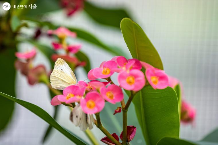 불암산나비정원의 나비온실에서 가장 많이 보게 되는 배추흰나비 ⓒ양인억