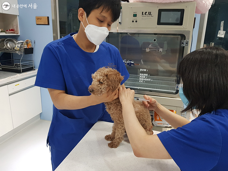 서울시는 4월 15일부터 30일까지 개·고양이를 대상으로 ‘광견병 예방접종’을 실시한다. 