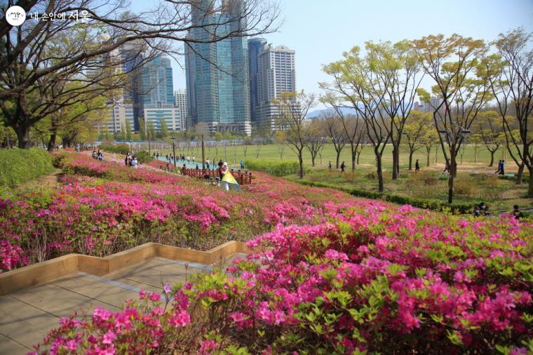 철쭉동산으로 보라매공원이 한층 더 화사해졌다 ⓒ이선미  