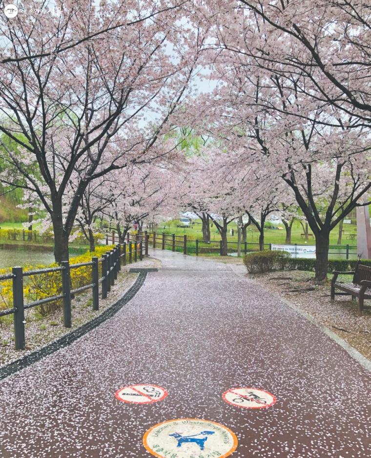 비를 맞은 벚꽃의 모습은 봄의 낭만을 자아낸다. ⓒ임유리