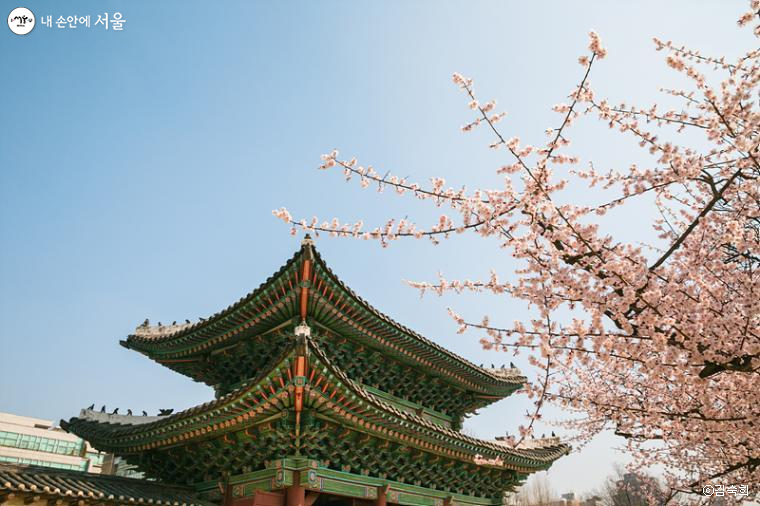 창경궁 홍화문 앞에 분홍색의 매화꽃이 우아해 보인다