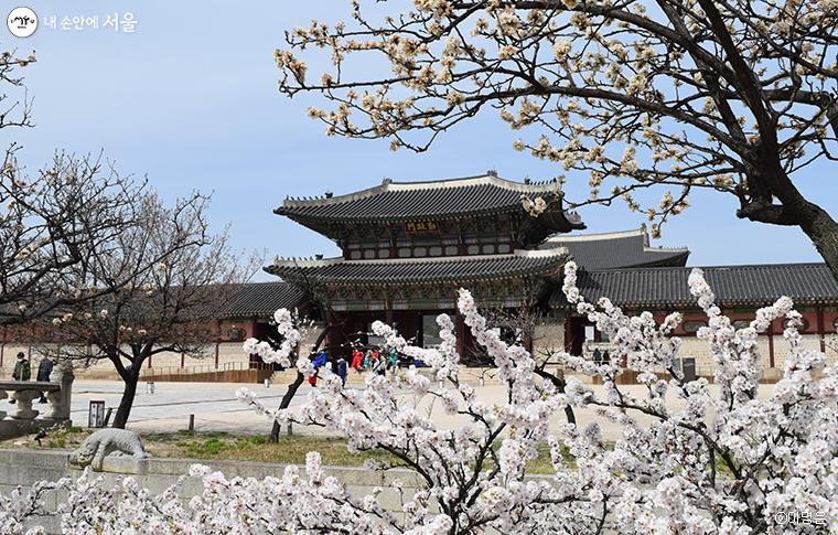 경복궁에도 봄이 찾아왔다. 경복궁 초입에 핀 몽실몽실한 벚꽃