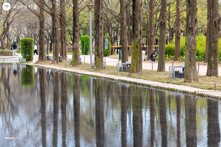 서울숲의 대표적 촬영 명소인 거울 연못, 봄빛으로 충만한 메타세쿼이아 나무가 거울 연못에 반사되었다 ⓒ문청야
