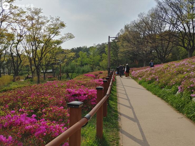 봄꽃이 활짝 피어있는 보라매공원 산책길 