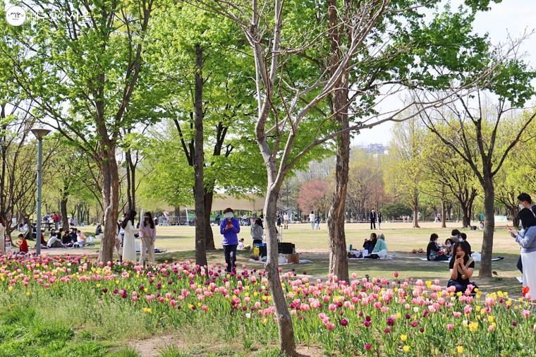 데이트 장소로도 가족 나들이로도 좋은 서울숲공원. 봄나들이 나온 시민들이 봄꽃을 즐기며 휴식하고 있다