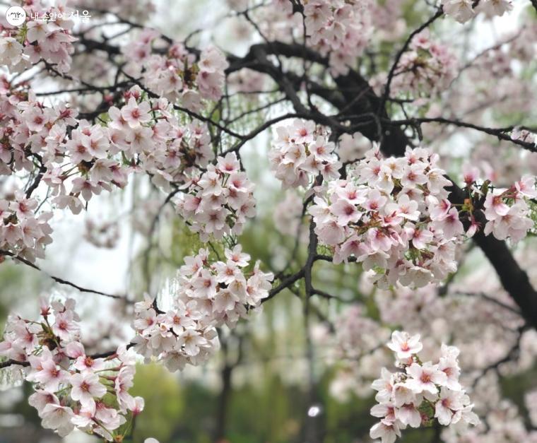 빗방울이 맺힌 벚꽃의 모습 ⓒ임유리