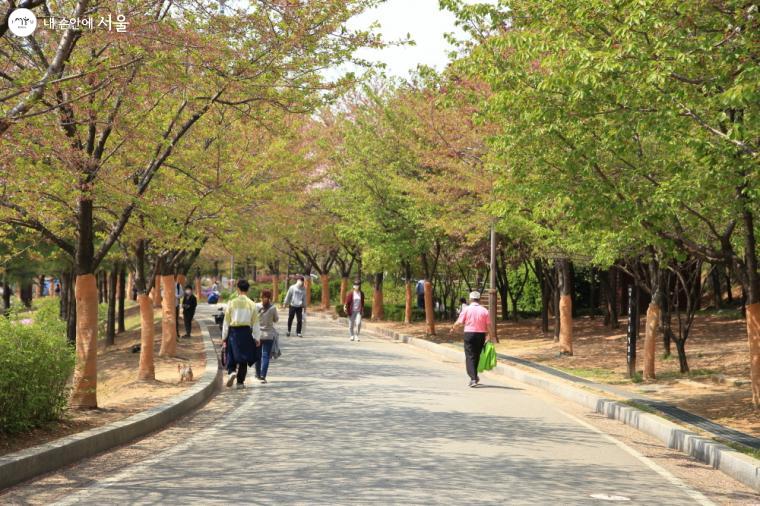 벚꽃은 지고 푸른 잎이 싱그러운 벚꽃나무길 ⓒ이선미  