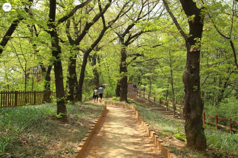 와우산에도 벌써 녹음이 드리워졌다. ⓒ이선미 