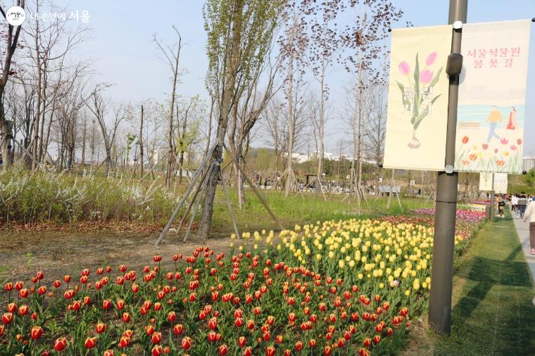 형형색색 봄꽃으로 물든 서울식물원의 야외정원 