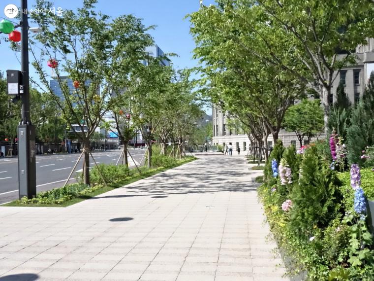 서울광장 보행로도 푸른 숲길이 되었다. ⓒ이선미