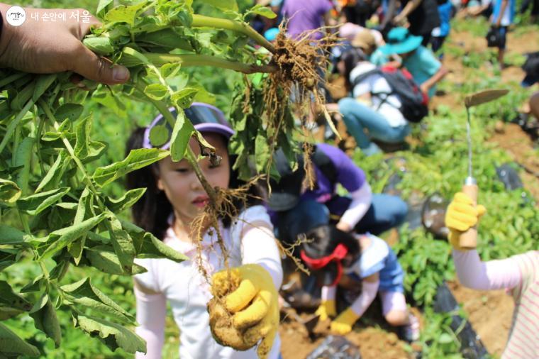 연천 푸르네 체험마을에서 감자 수확 체험 중인 필자의자녀(코로나 이전) 