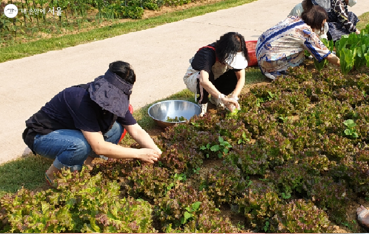 밭에서 바로 뜯는 재미가 크다 ©최윤정