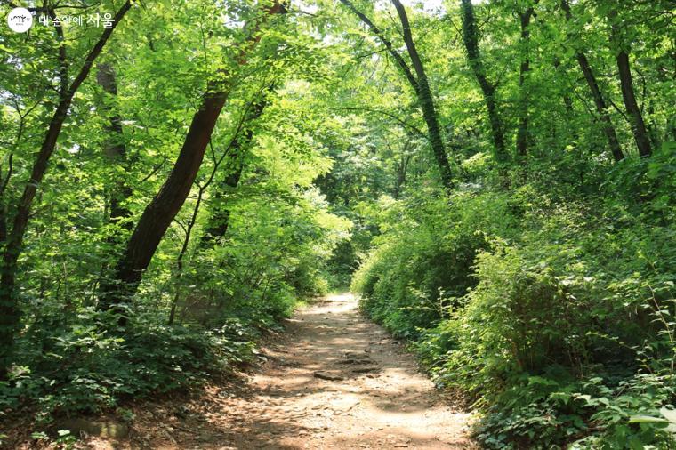 햇빛이완숲 가는 길 나무와 숲에 안겨 천천히 걷는 것만으로도 숨이 트인다