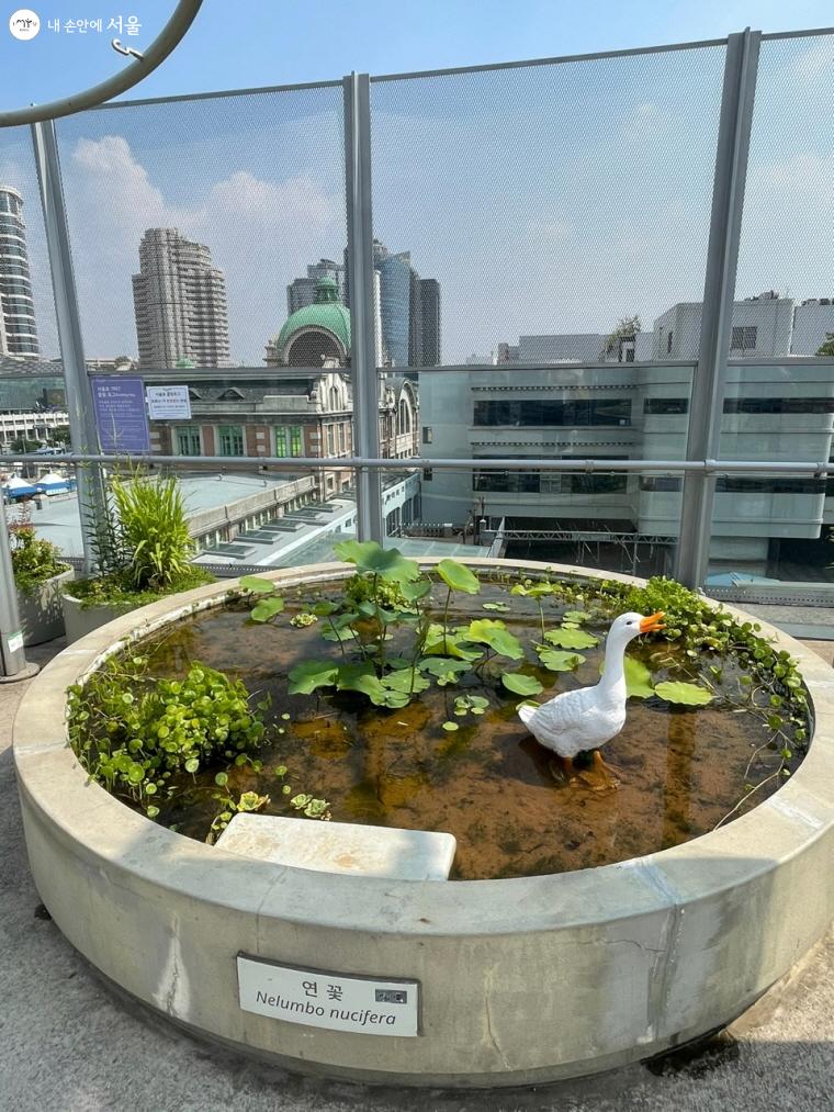 물 위의 작은 정원 '서울로 수생식물원’ 안의 연꽃과 모형 오리