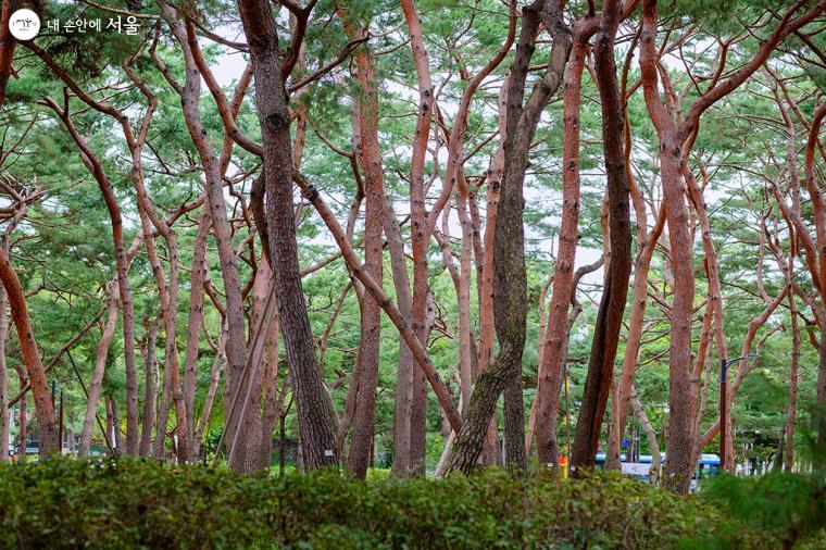 100년이 넘은 소나무들이 빽빽한 숲을 이룬다. 솔향기와 신선한 공기가 정신을 맑게 해주는 느낌이었다 ⓒ문청야