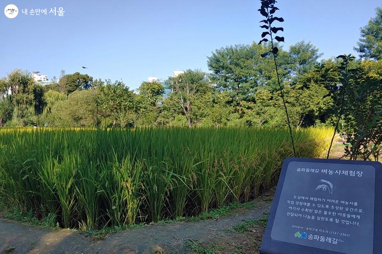 농촌 풍경을 느낄 수 있는 벼가 자라고 있는 '벼농사 체험장' 