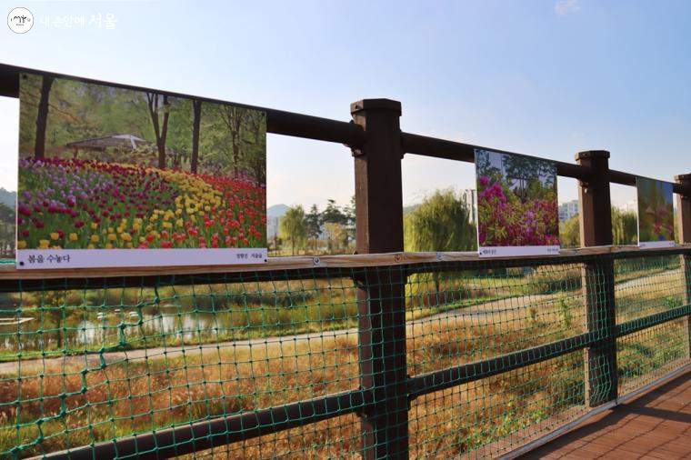 호수를 바라보며 사진을 감상할 수 있도록 사진의 주제별로 다섯 곳에 설치된 '공원 사진전', 아름다운 서울공원의 사계 중 봄을 노래하는 작품