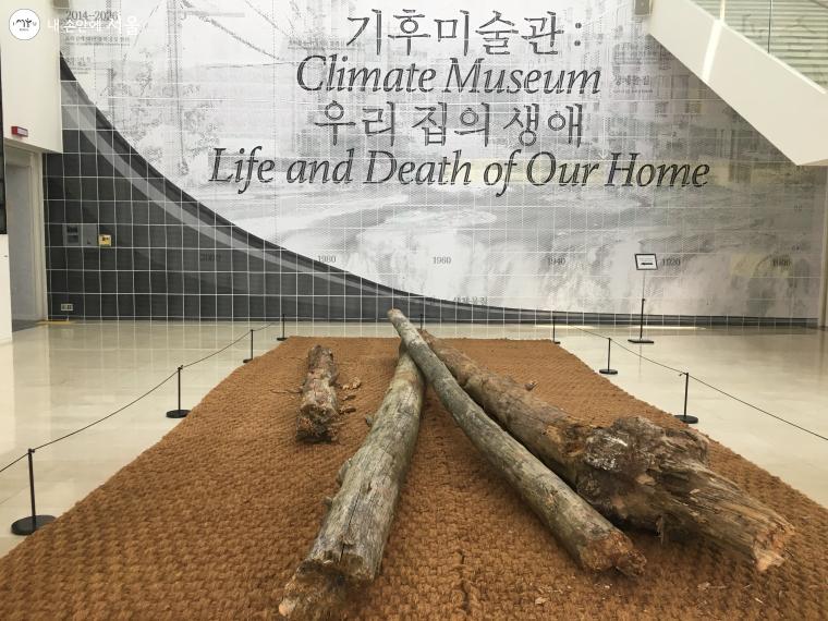 서울시립미술관에서 열린 ‘기후미술관: 우리 집의 생애’는 위기에 처한 우리의 크고 작은 집에 관한 전시였다. 울진 금강소나무 고사목이 전시된 모습 