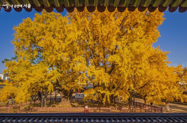 대성전 뒤, 최고의 조망 포인트에서 바라본 은행나무. 사진상 우측의 나무가  500살 정도로 추정되는 천연기념물 ‘서울 문묘 은행나무’다 ⓒ양인억