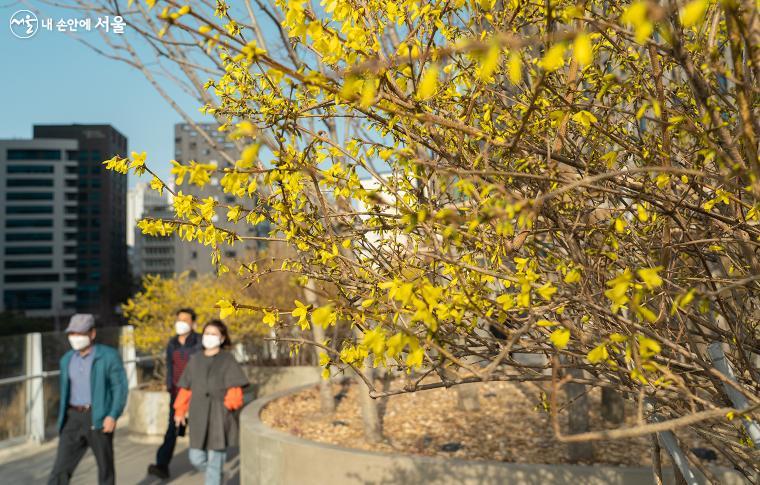 노란 개나리가 활짝 핀 서울로7017을 시민들이 걷고 있다. 