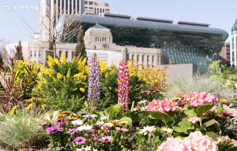 노란꽃이 가득 피어 있는 '애니시다', 보라·분홍 꽃들이 길게 달려 있는 '루피너스' 등 여러 아름다운 봄꽃들이 심겨 있는 서울광장 화단 모습 