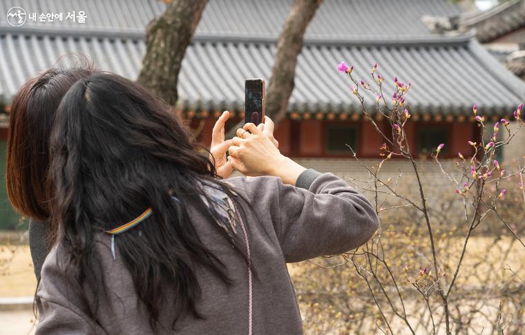 수줍게 막 피기 시작한 분홍 진달래를 한 시민이 카메라로 촬영하고 있다. 